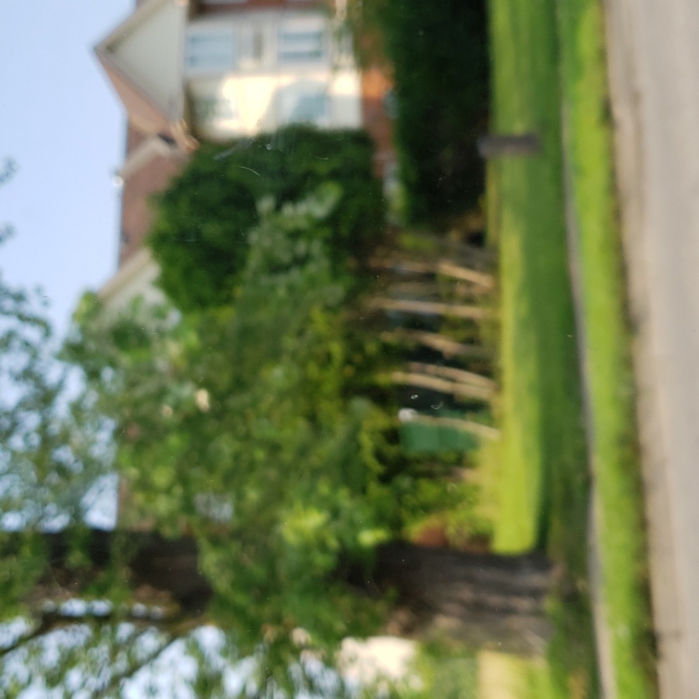 Da tree 🌳 📜 😊 😃 😺 😄 ☺ 😹 😊 😃 😺 😄 ☺ 😹 😊 😃 😺 😄 ☺ 😹 😹 - Picture 6 of 8